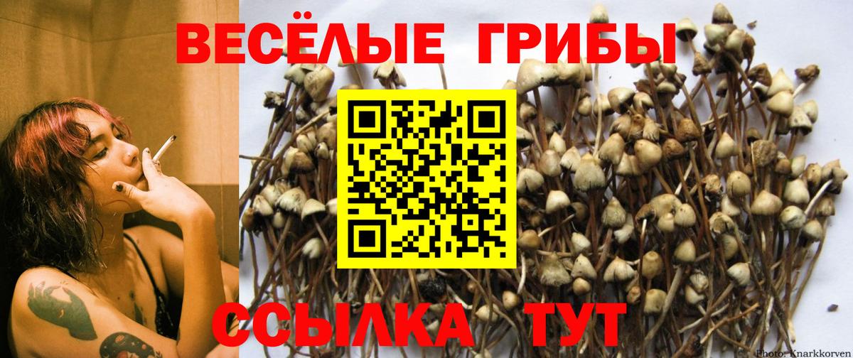 Псилоцибиновые грибы MAGIC MUSHROOMS  Вход с VPN  Саранск 
